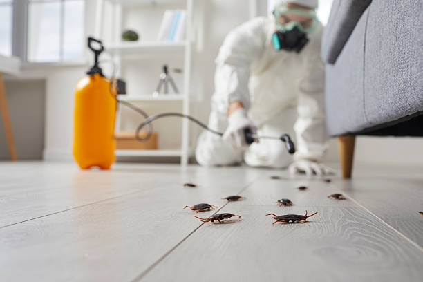 Commercial Kitchen Cockroach Control in Northampton